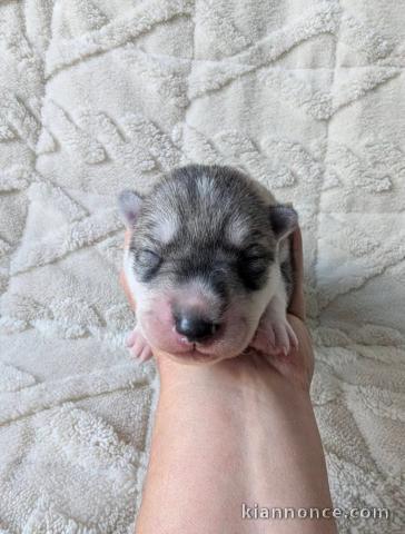 Annonces chiots Husky Sibérien contre bon soins 