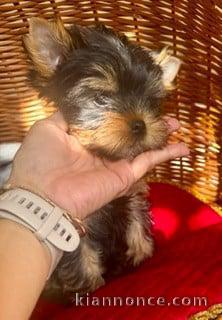 York Terrier pour adoption urgent 