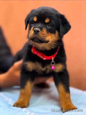Magnifique chiots rottweiler mâle 