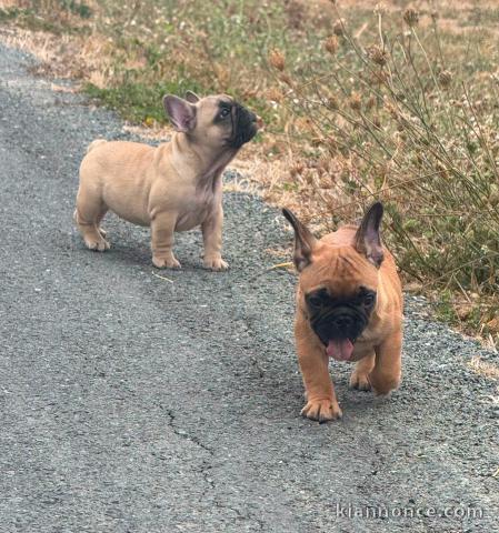 Adorable chiots bouledogue français mâle et femelle disponible 