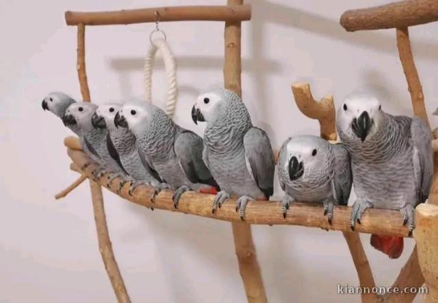 Adorable perroquets gris du Gabon 