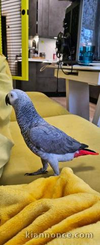 Perroquets gris du Gabon femelle disponible 