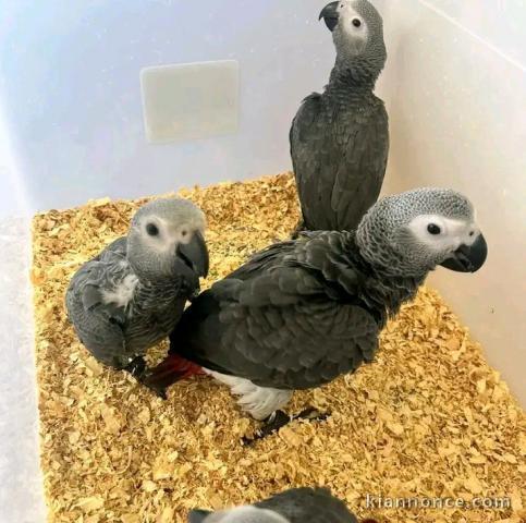 Couple perroquet gris du Gabon 