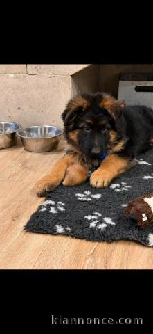 Berger allemand disponible à adopter mâle âge 3 mois 
