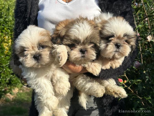 Magnifique chiots shih Tzu disponible pour adoption 