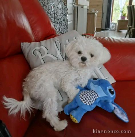 Bichon maltais pour Noël 