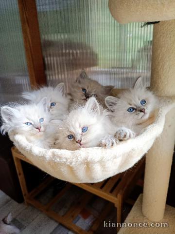 Magnifique chaton Sibérien disponible 