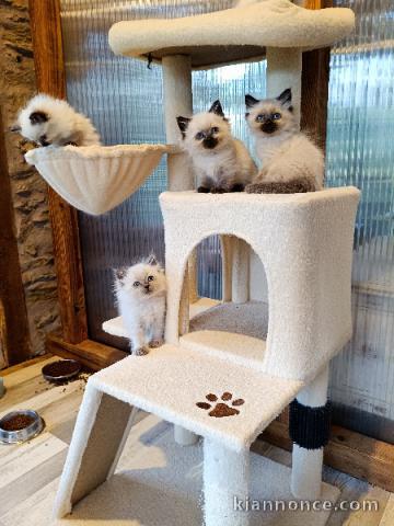 Annonces chaton Sibérien contre bon soins 