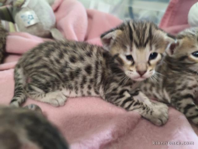 Chaton savannah mâle et femelle 