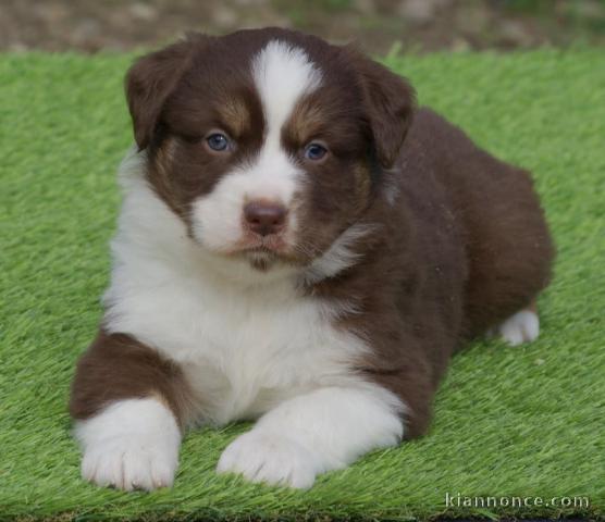 Bébé chiots berger américain miniature femelle 