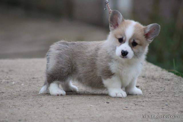 Chiots Welsh Corgi Pembroke disponible immédiatement 