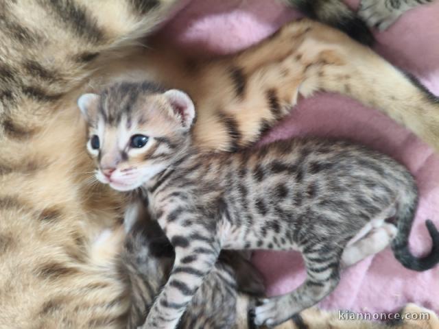 Adorable chaton savannah disponible 
