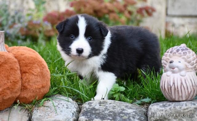 Dons chiots borde collier collier mâle 
