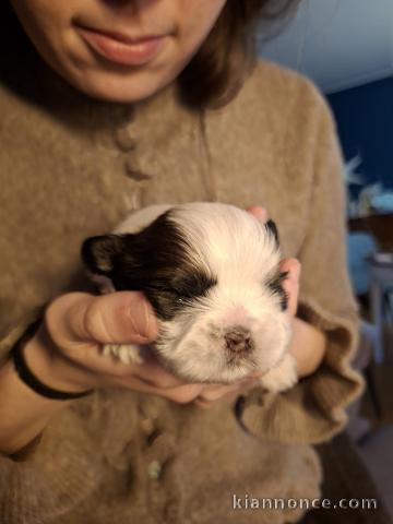 Magnifique chiots shih Tzu disponible 