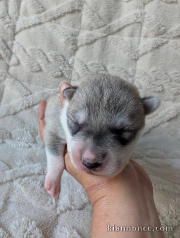 Bébé chiots race pure Husky Sibérien 