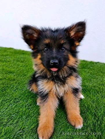 Berger allemand disponible à adopter 