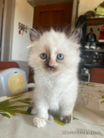 Chaton Sibérien disponible 