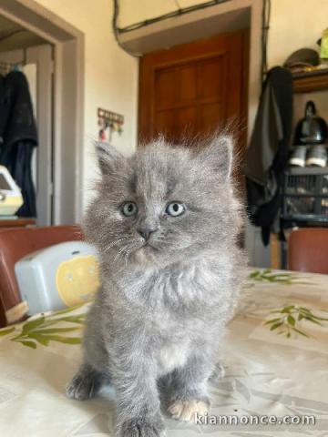 Magnifique chaton Sibérien mâle 
