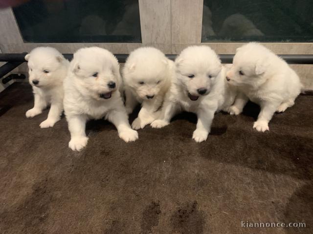 Disponible chiots samoyède mâle et femelle 