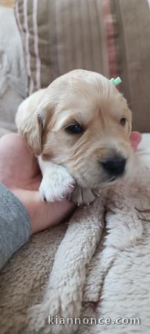 Adorable chiots golden retriever disponible 