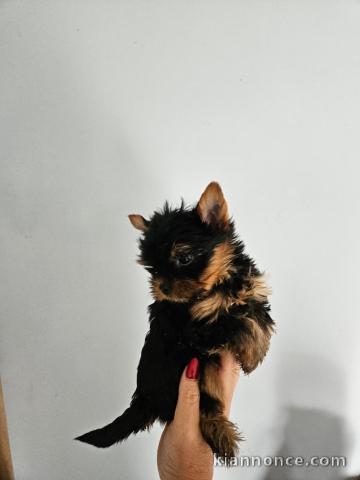 Adorable chiots yorkshire disponible 