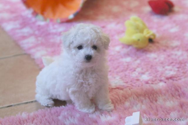Bichon frisé femelle à adopter 