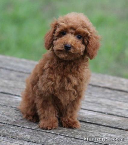 Caniche disponible à adopter 
