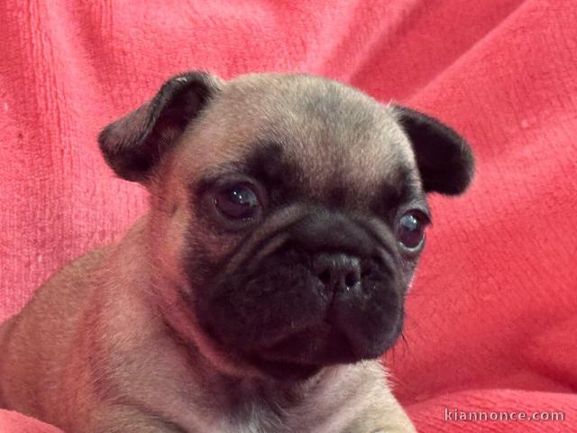 Bouledogue français disponible 