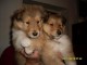 chiots type colley 1 mois et demi