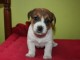 chiots type Jack Russel non LOF