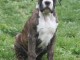 Dispo 3 bb males boxer bringés