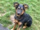 chienne type beauceron croisée berger allemand de 7 mois