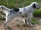 8 Chiots Setter Anglais inscrits au LOF