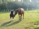 pension  pré pour chevaux