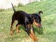 Propose TRES BEAU PINSCHER NAIN NOIR ET FEU MALE LOF