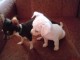 superbes chiots chihuahua disponible