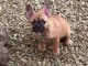 impecable chiots bouledogue francais