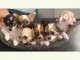 Superbes bebes chihuahua disponibles.