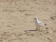VACANCE FRONT DE MER EN NORMANDIE