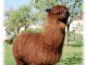 Alpaga mâle 100% chilien brun 