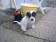 Chiot mâle jack russel Lof