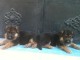 chiots type berger allemand male femelle