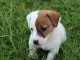 Chiots type Jack Russel