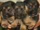  A Reserver Chiots Berger Allemand Lof 