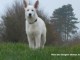 Chiot Berger Blanc Suisse Lof