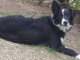 TYPE BORDER COLLIE 7 MOIS