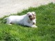 JACK RUSSELL TERRIER LOF