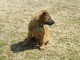 chiots bergers belge malinois lof