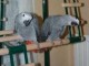 couple de perroquet gris du gabon