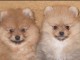 beaux chiots pomeranian 